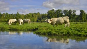 Lire la suite à propos de l’article Directive cadre eau : selon la Cour des comptes, des mesures agricoles trop peu ciblées et aux impacts limités (2/2)
