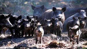 Lire la suite à propos de l’article Peste porcine africaine : quand les responsables se font passer pour les victimes !