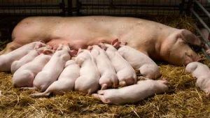 Lire la suite à propos de l’article Ce ne sont pas des porcs sains qu’il faut abattre, mais le modèle agro-industriel !