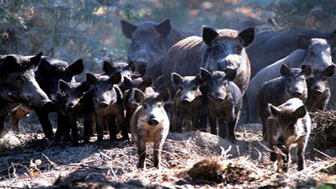 You are currently viewing Peste porcine : l’AFSCA désavoue les thèses des chasseurs