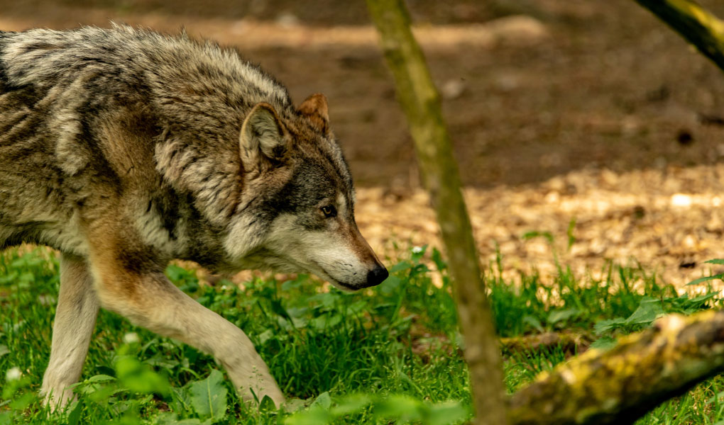 You are currently viewing Le loup au service de la biodiversité en Wallonie