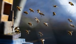 Les néonicotinoïdes : « innovation biotechnologique » et « tueurs d’abeille », deux facettes d'une même réalité ?