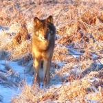 Loups, lynx, le retour des grands carnivores