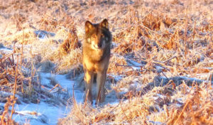Lire la suite à propos de l’article Loups, lynx, le retour des grands carnivores