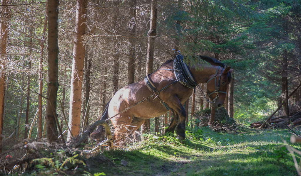 You are currently viewing Le cheval de trait en forêt : une relique du passé ou un atout pour le futur ?